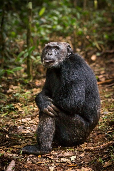 12 Oeganda, Kibale Forest, chimpansee.jpg